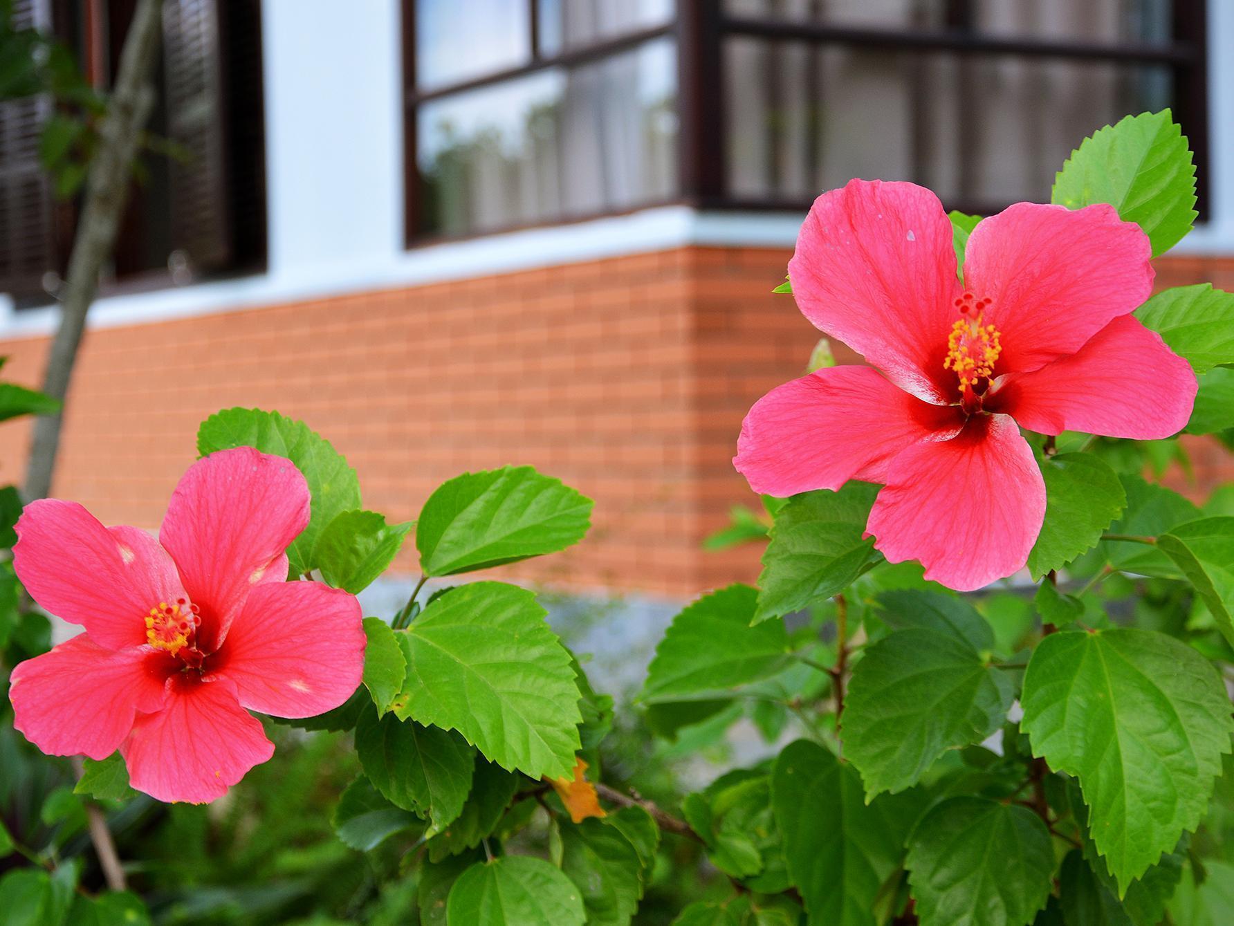 Garden Aroma Homestay Hoi An Exterior foto