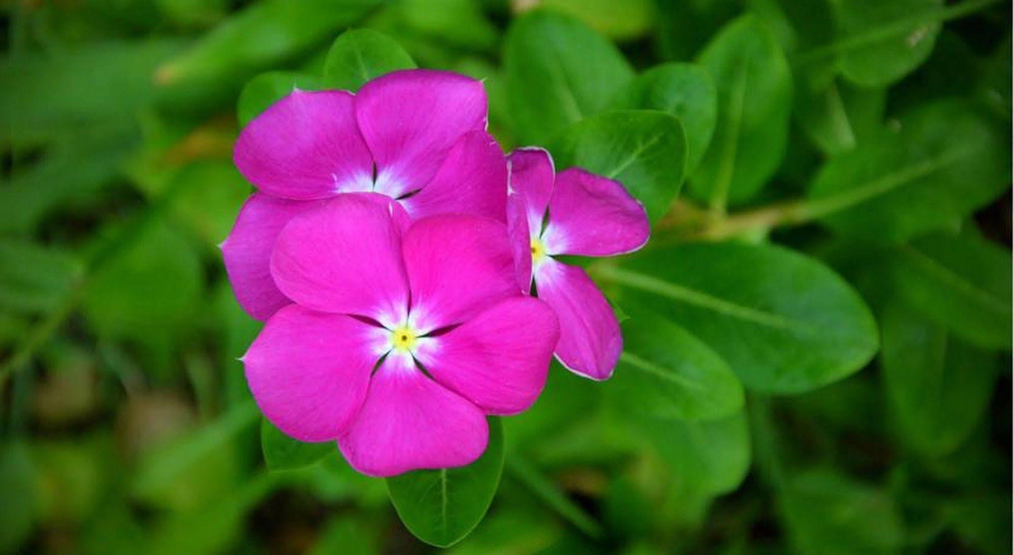 Garden Aroma Homestay Hoi An Exterior foto